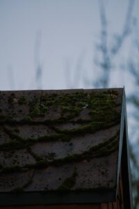 A homeowner examines green moss and dark algae streaks on asphalt shingles beneath shaded tree branches.